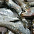 Load image into Gallery viewer, Sardines, North Atlantic ( 750 grms)
