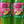 Load image into Gallery viewer, Sumol, 1.5 Lt
