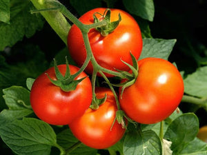 Tomatoes in a vine