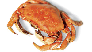 Dungeness Crab (pc)